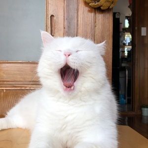 Meet your Posher, Holly